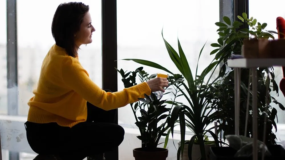 houseplants