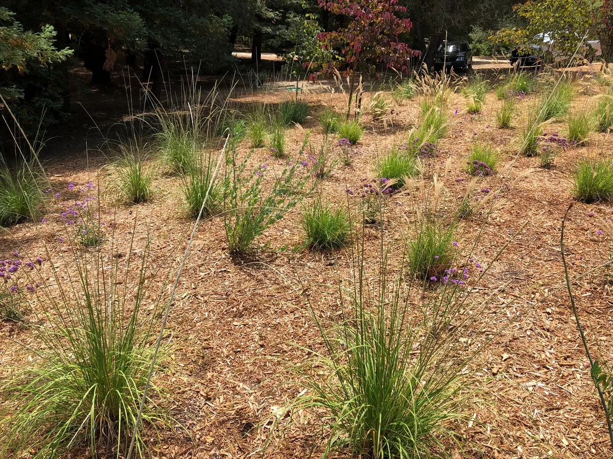 newly-planted and mulched native meadow