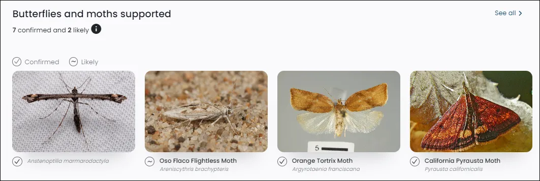 CS_coyoteMint_ButterfliesSupported
