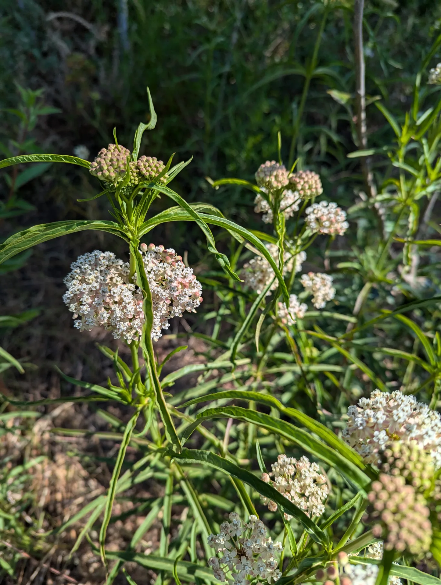 NarrowLeafMilkweed-1-RM