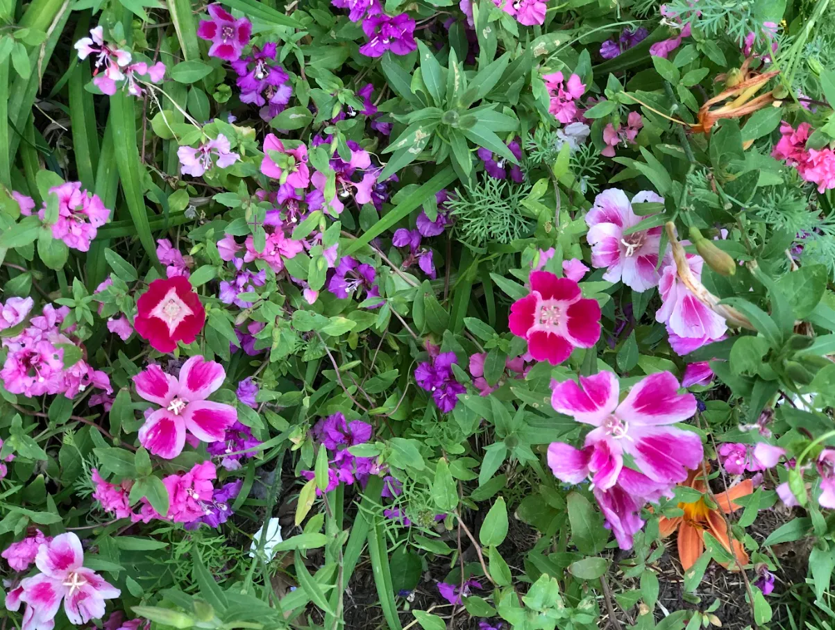 clarkia_Ochoa_2023Spring