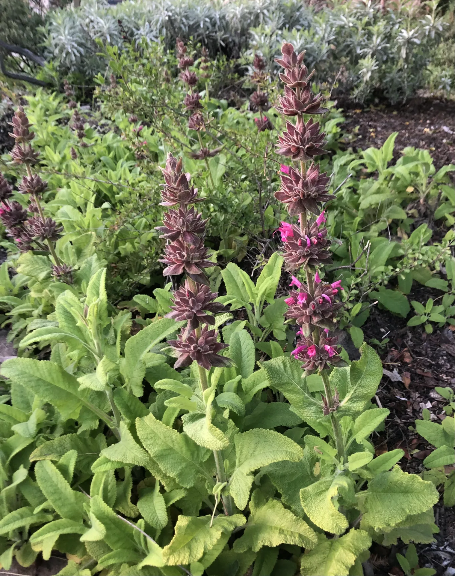 Hummingbird Sage- Laurinda Ochoa