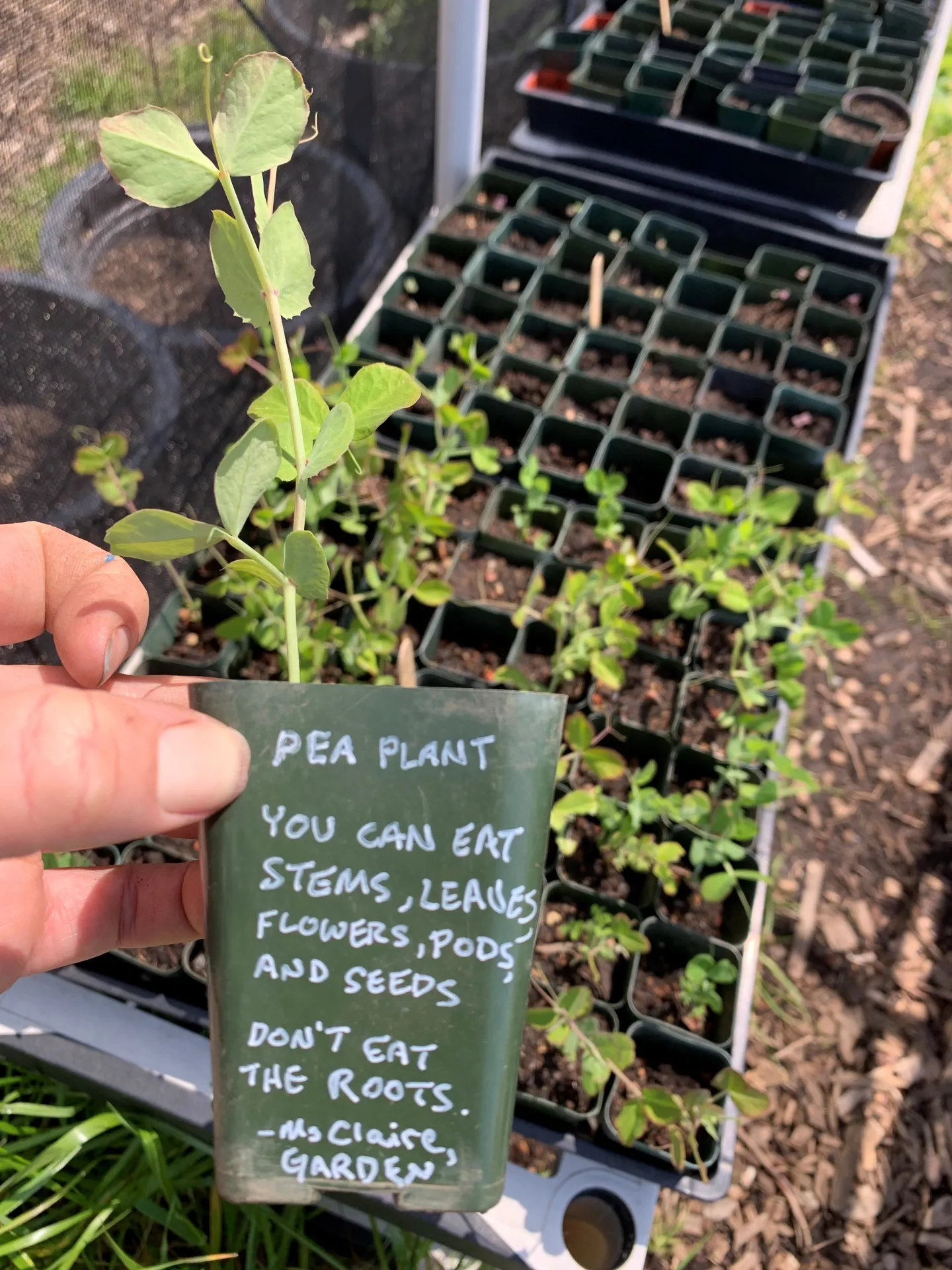 Fairmont Elementary School Garden