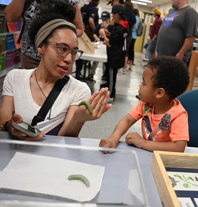 Danielle Hoskey introduces her 4-year-old son, Atlas Scott to a tomato hornworm. (Photo by Kathy Keatley Garvey)