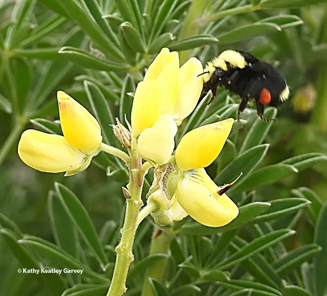 The queen yellow-faced bumble bee, Bombus vosnesenskii, heads for another yellow bush lupine blossom at Doran Regional Park, Bodega Bay. "Bombus" is derived from a Latin word meaning buzzing or a humming sound. (Photo by Kathy Keatley Garvey)