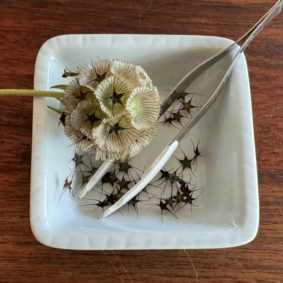 24-07-24Scabiosa-stellata-seeds