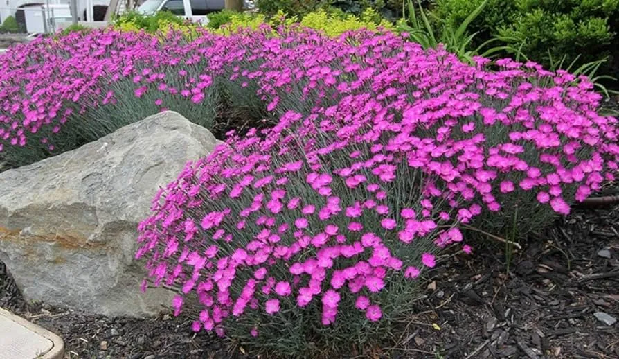 groundcover