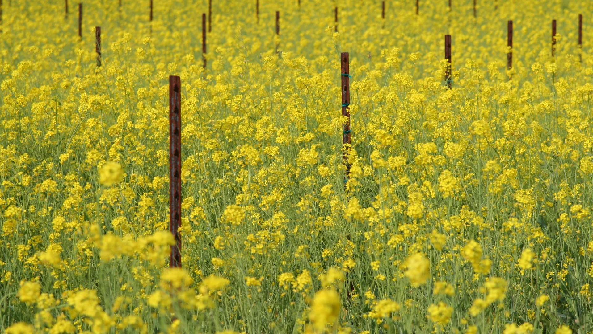 cover-crops1920