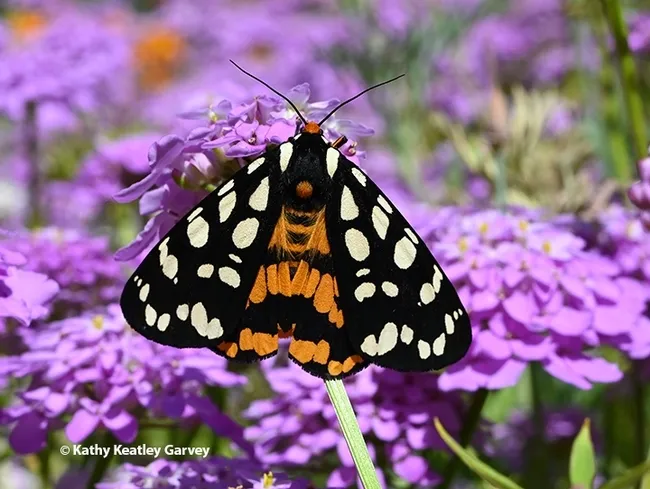 This colorful moth is Arctia virginalis, Ranchman's tiger moth, a diurnal or day-flying moth commonly known as the Ranchman's tiger moth. In its larval stage, it's a wooly bear caterpillar, commonly found at the Bodega Marine Reserve and on the trails of Bodega Head, Sonoma County. (Photo by Kathy Keatley Garvey)