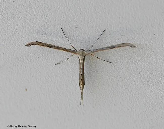 This is a pterophorid plume moth (family Pterophoridae). The "T-square" shape is classic. (Photo by Kathy Keatley Garvey)