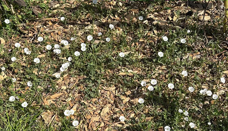 Weeds 1