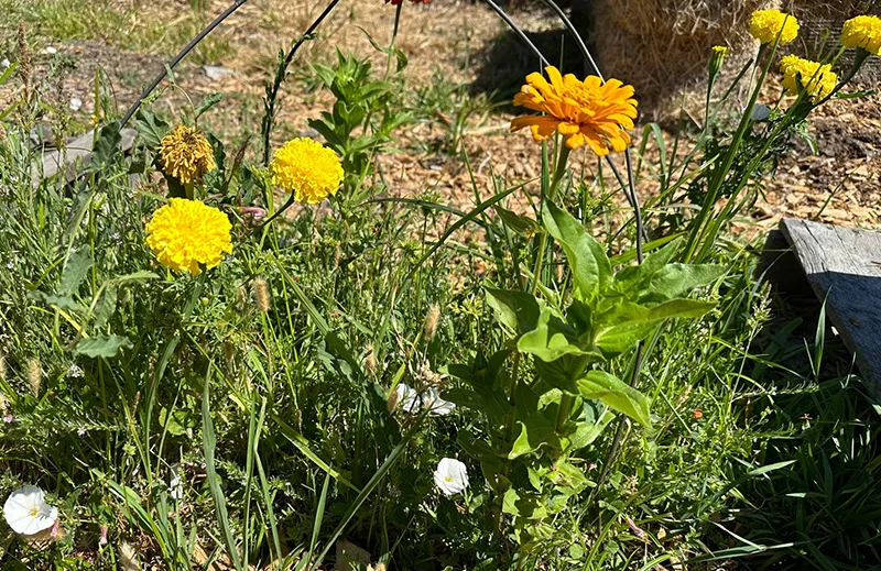 Weeds 2