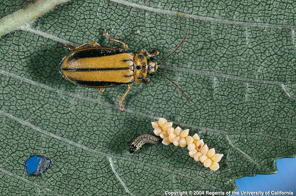 LeafBeetle-03