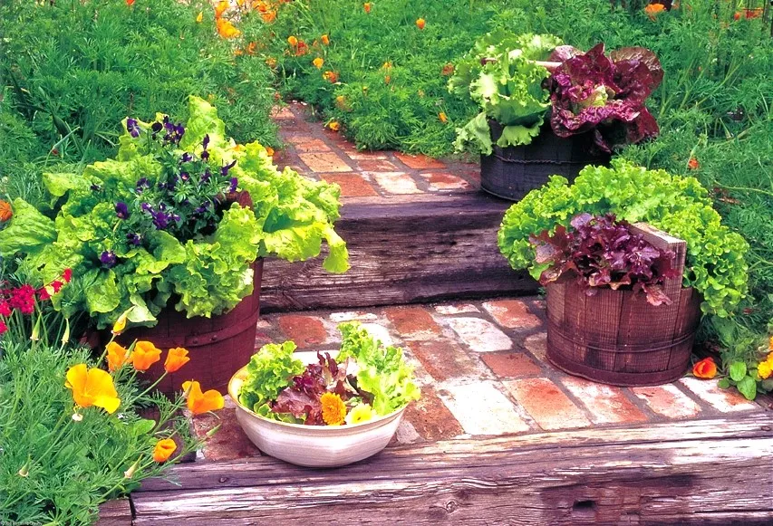 Typical Winter Veggie Containers - Courtesy Rosalind Creasy