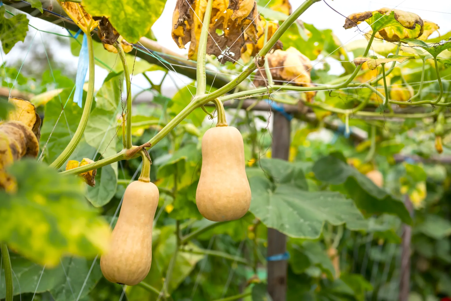 Butternut Squash are excellent winter produce - Courtesy Shutterstock