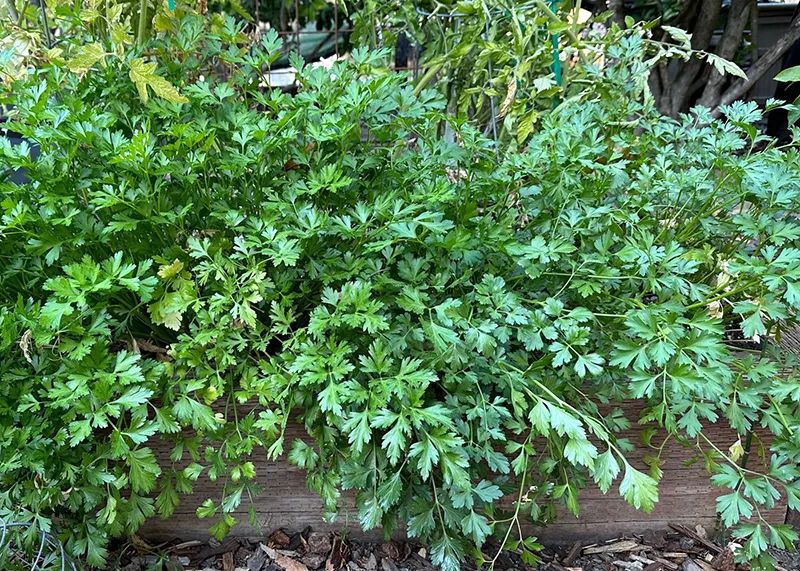 Herbs 1
