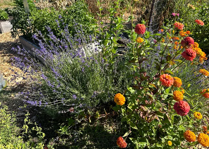Herbs 3