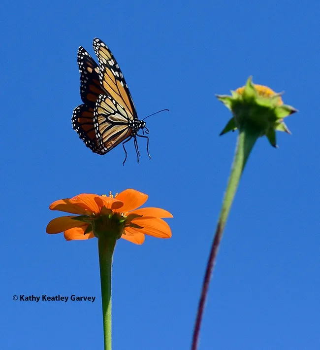 The female monarch butterfly lifts off the Tithonia. This image was taken with a Nikon D500 with a 200mm macro lens. Settings: 1/4000 of a second; f-stop, 5.6; ISO 640.(Photo by Kathy Keatley Garvey)