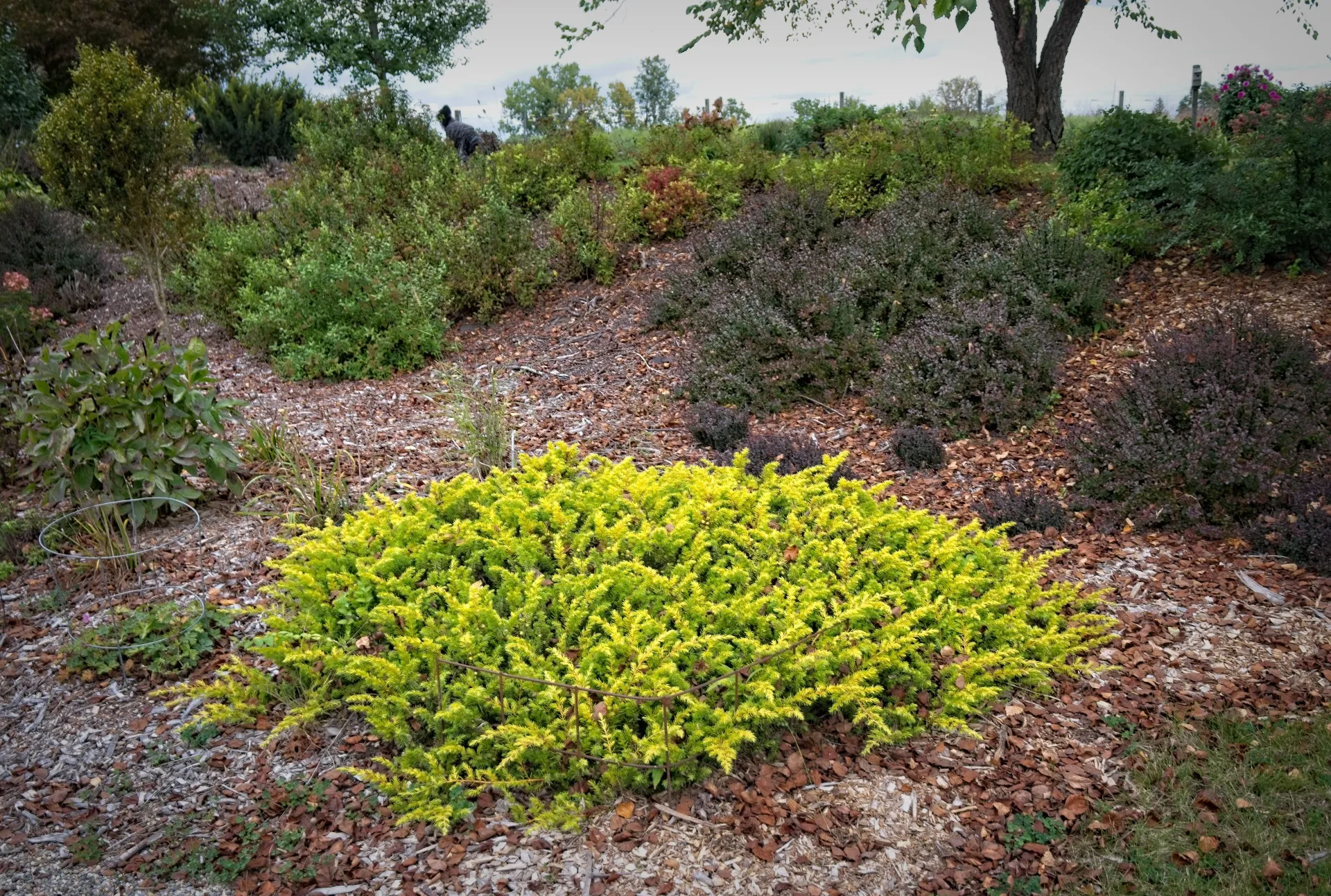 conifer, Juniperus conferta 'All Gold', F.D. Richards, Flickr