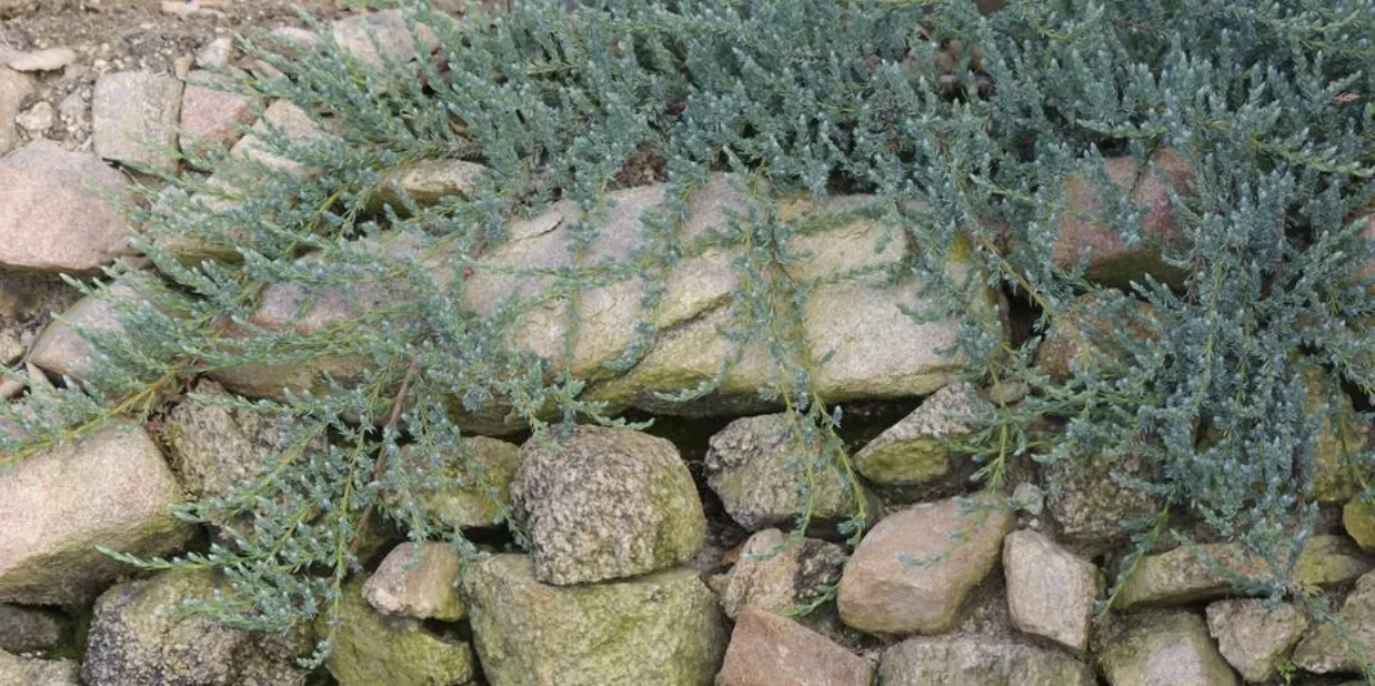 conifers and stone, Las Pilitas