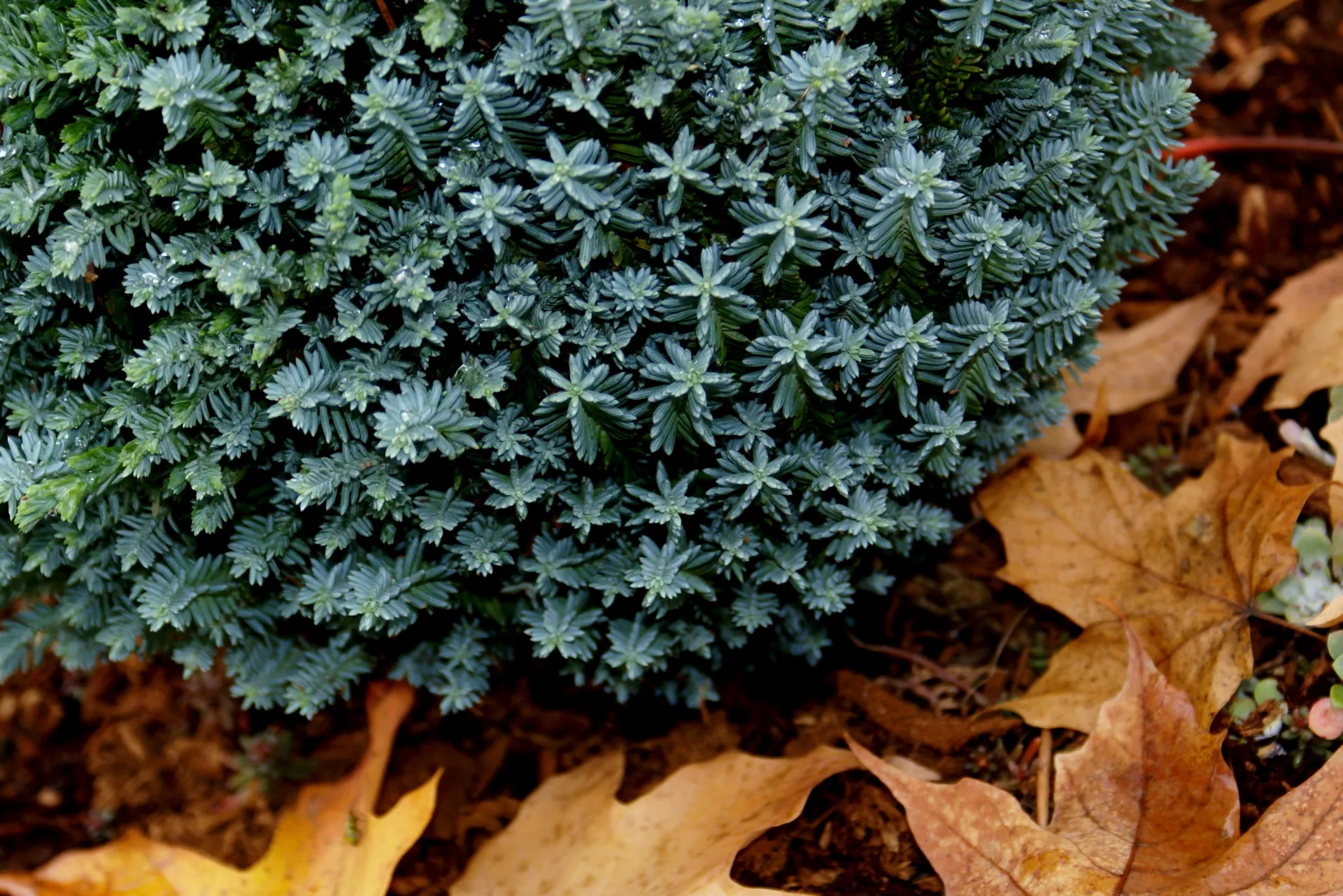conifer Chamaecyparis lawsoniana 'Rimpelaar' jacki-dee, flickr