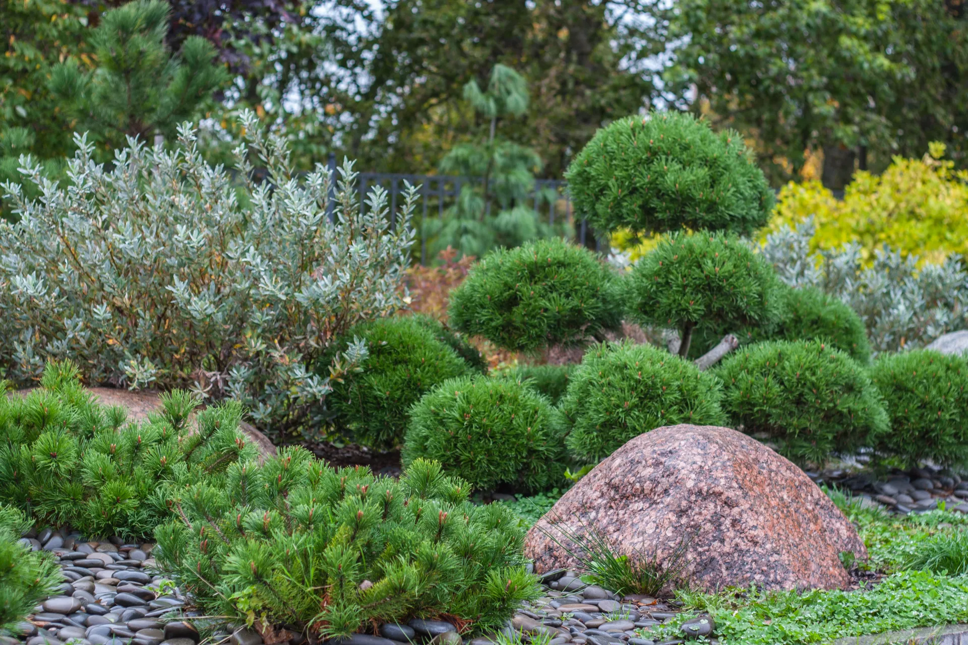 conifers mixed, Paul, pexels