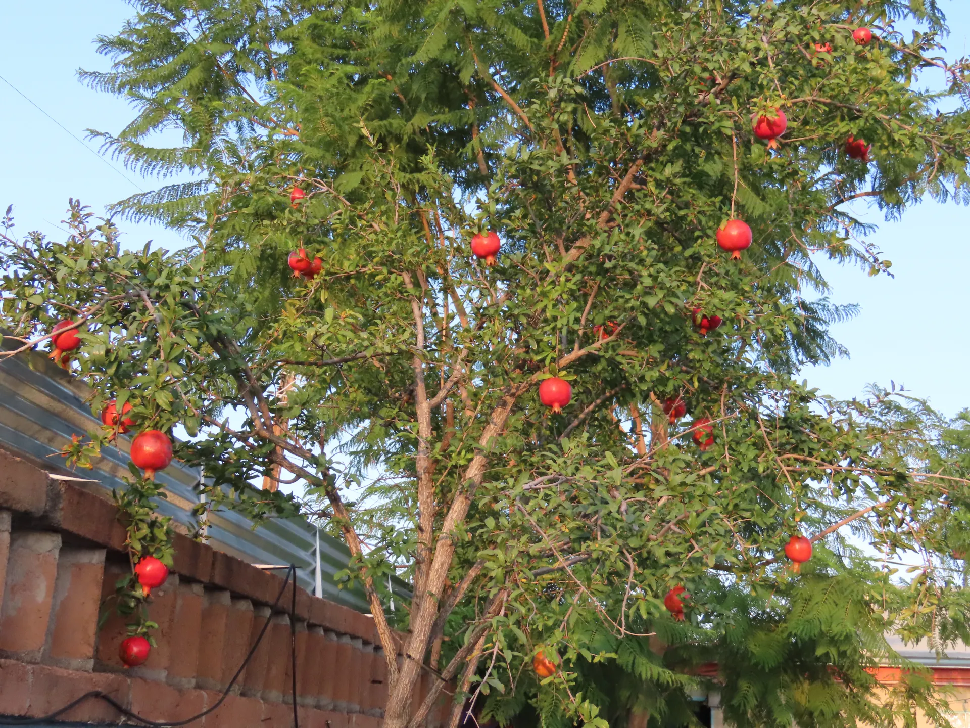 Pomegranate tree, Chic Bee, Flickr