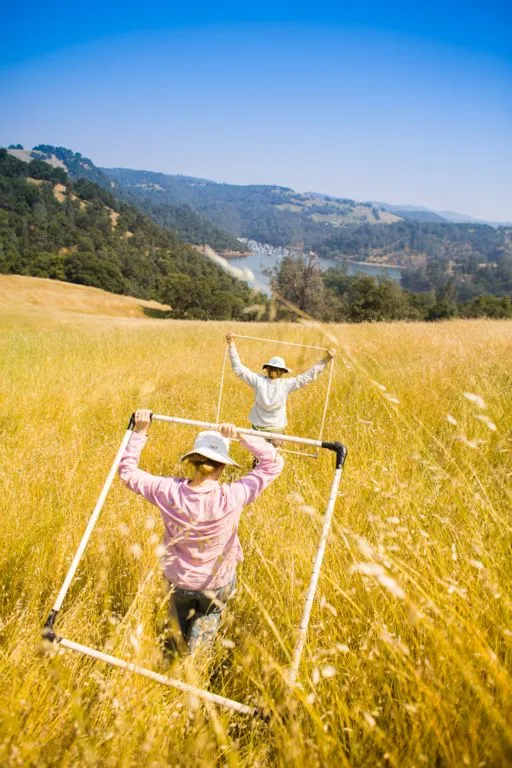 Researchers sampling vegetation in the Campbell pastures near lake Englebright
