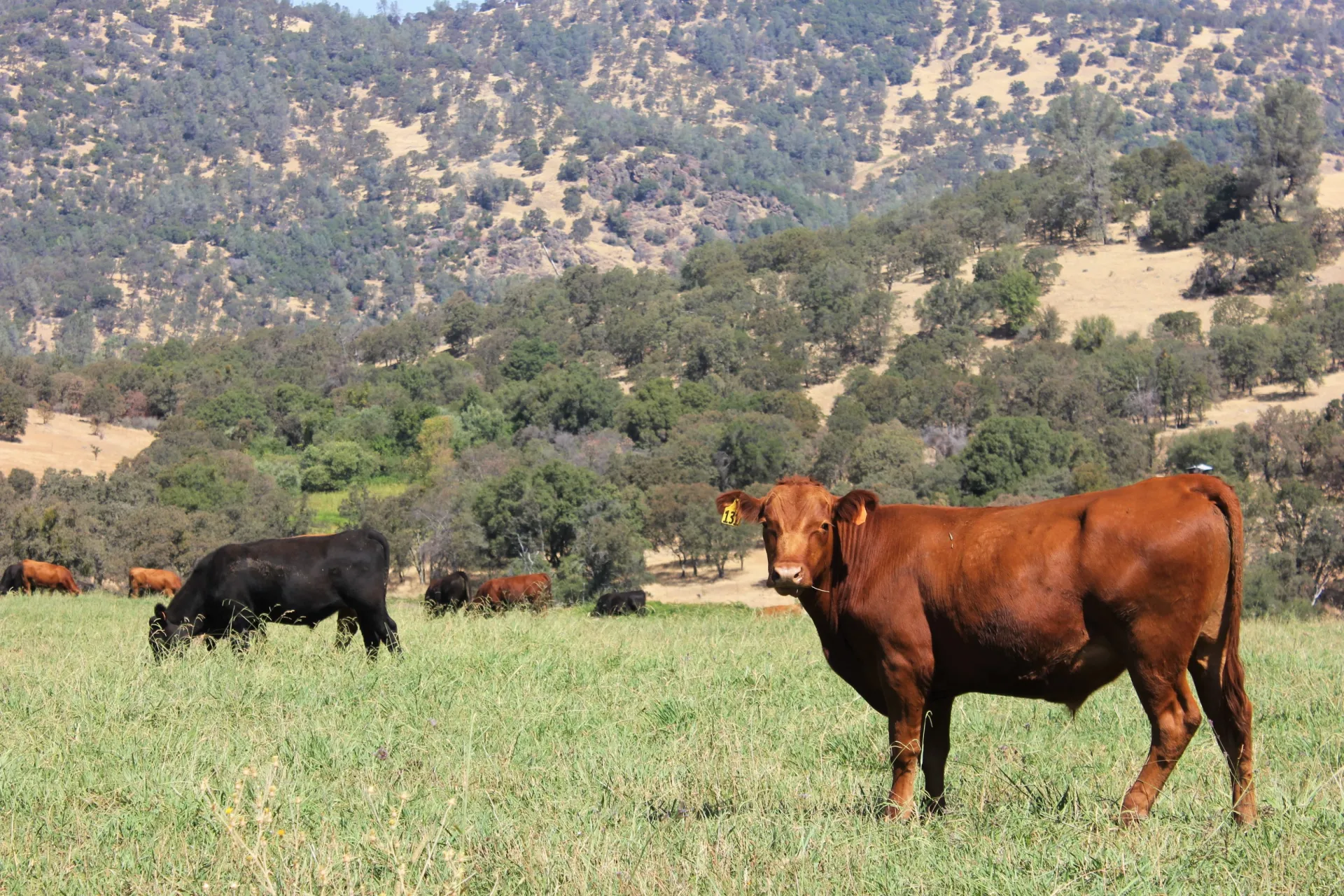Red Steer on Irrigated Pasture with other cattle grazing in the background
