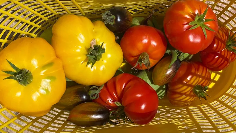 Tomatoes 1