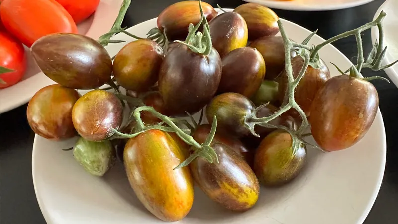 Tomatoes 2