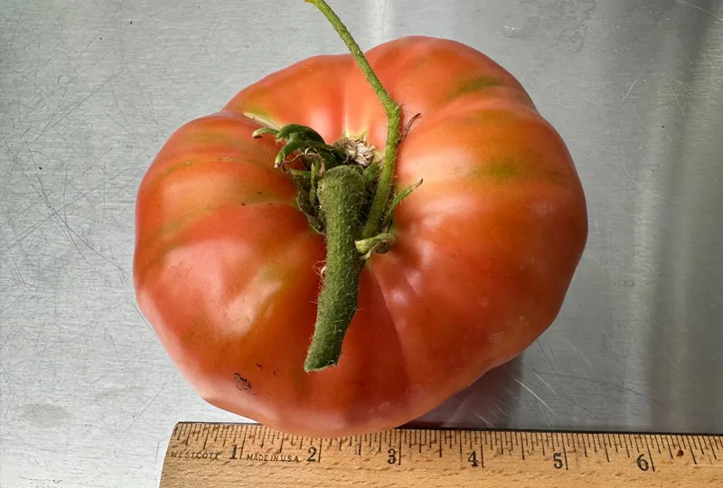 Tomatoes 3