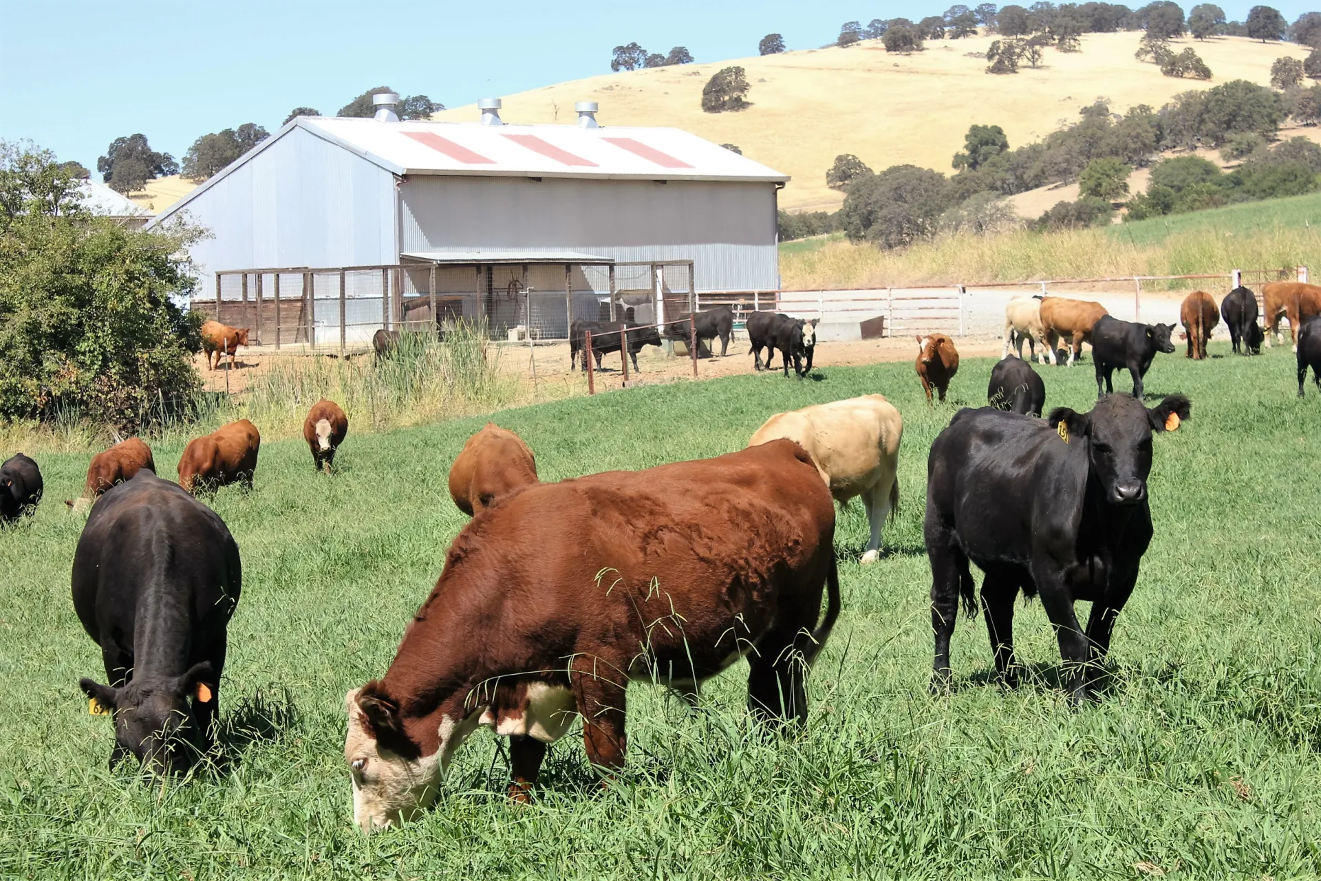 Yearling steers on the Sc-1 irrigated pasture at SFREC.