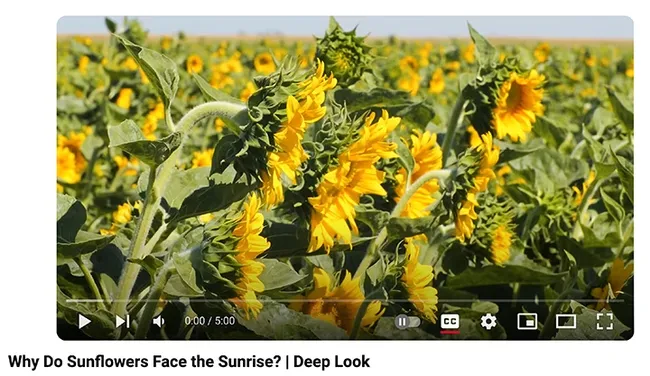 The newly released PBS Deep Look video "Why Do Sunflowers Face the Sunrise?" is a crowd favorite. (Screen shot)