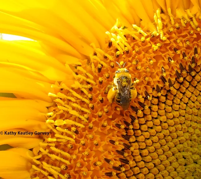 A bee commonly found on sunflowers is Epimelissodes obliqua expurgata, formerly known as Svastra obliqua expurgata. (Photo by Kathy Keatley Garvey)