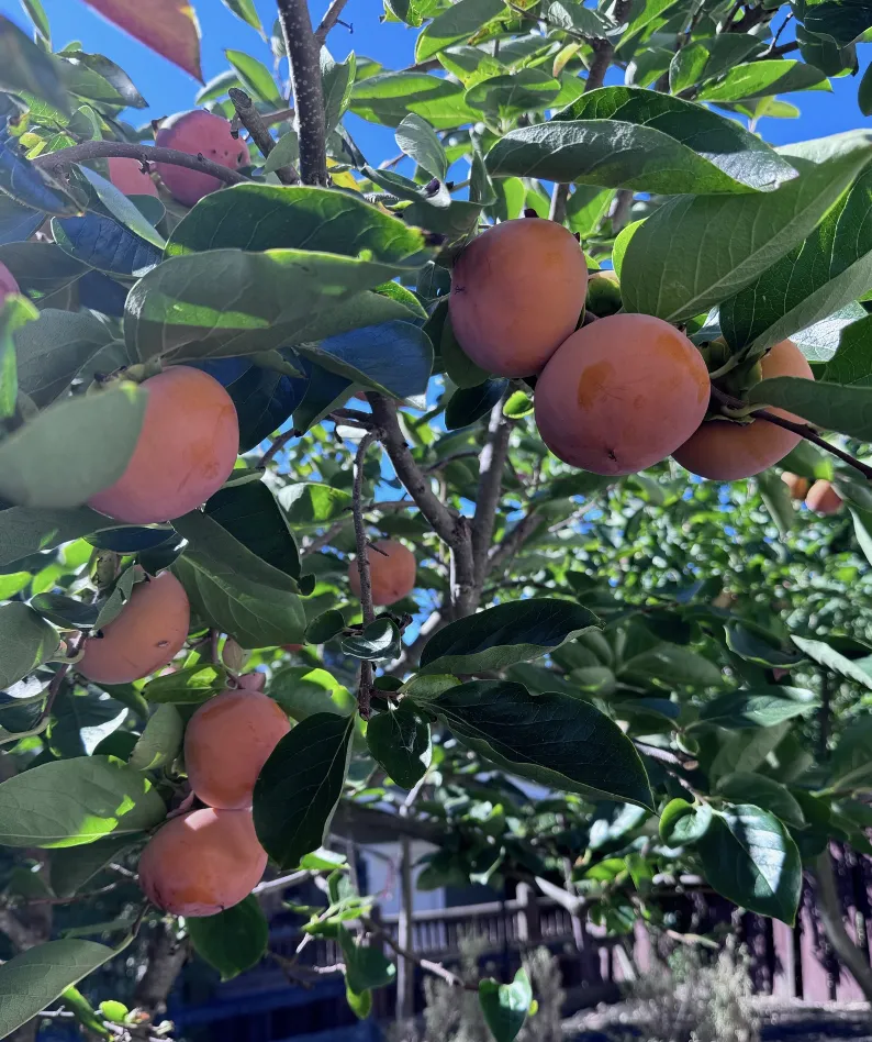51-11-24PersimmonTree