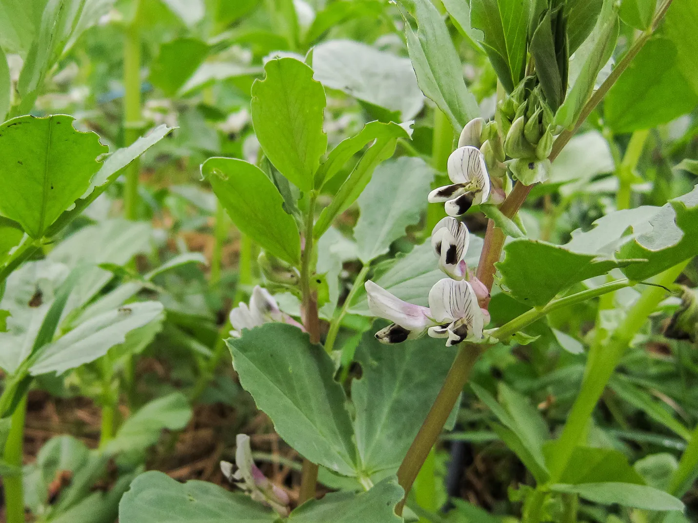 Covercrop 1