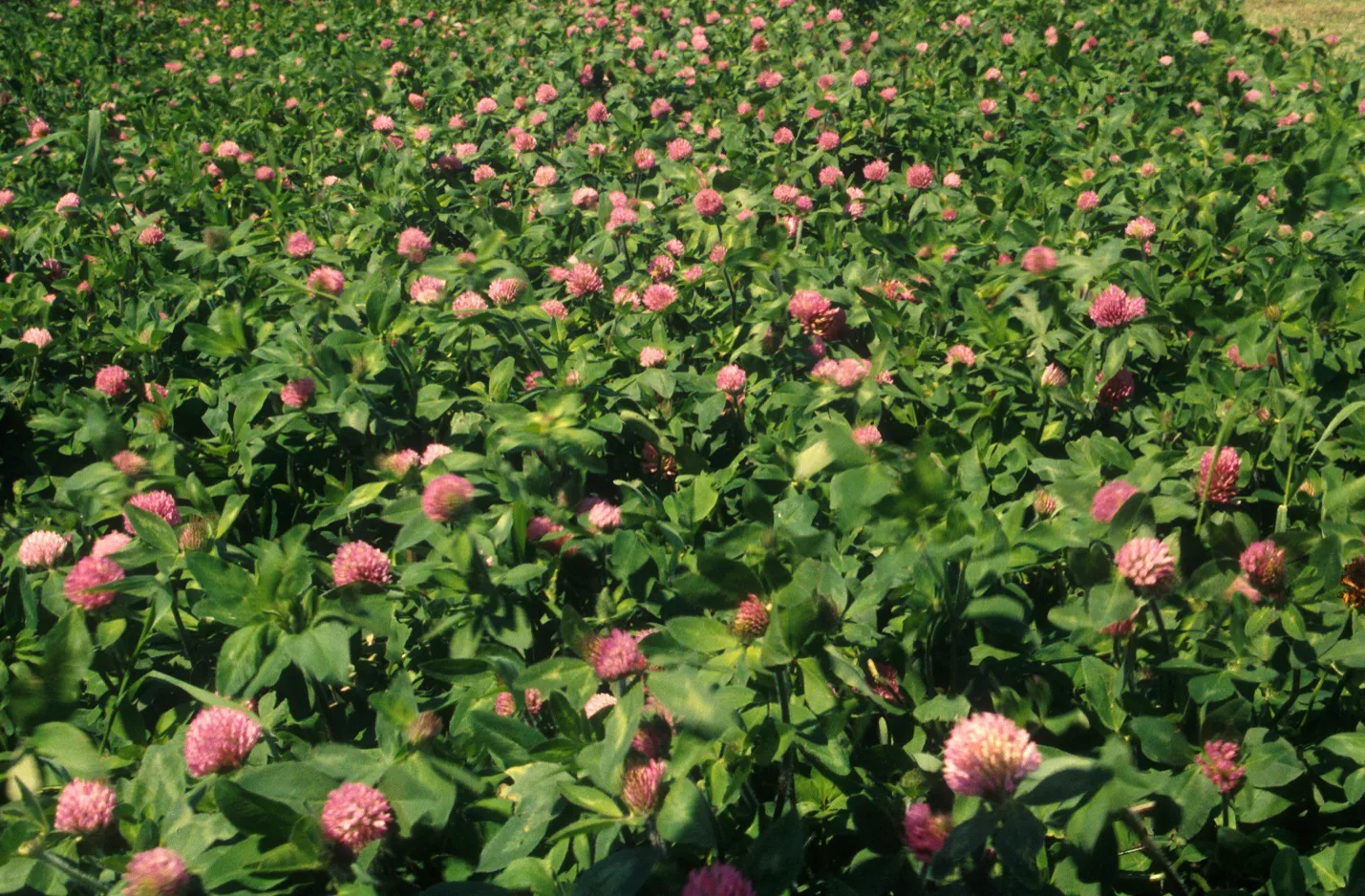 Covercrop 2