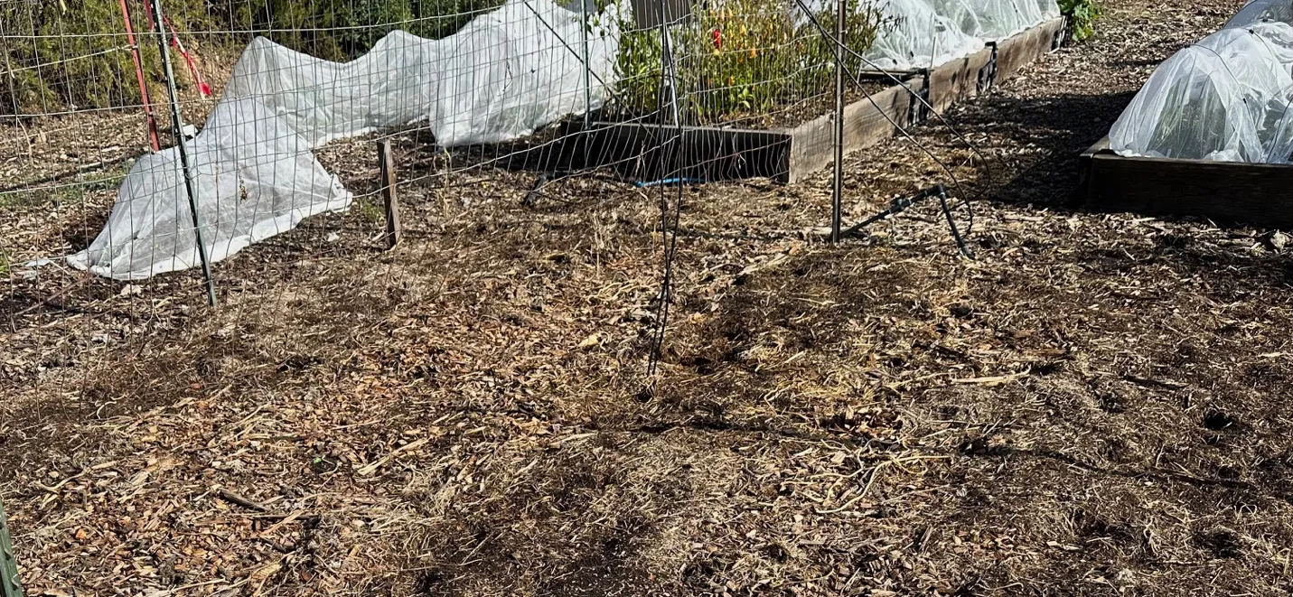 Covercrop 3