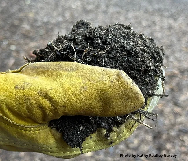 What's up with soil and global change? Andre Franco of Indiana University will speak on "Deciphering the Soil Macrobiome: Belowground Communities Driving Ecosystem Responses to Global Change" at 4:10 p.m., Monday, Nov. 18 in 122 Briggs Hall. It also will be on Zoom and then archived. (Photo by Kathy Keatley Garvey)