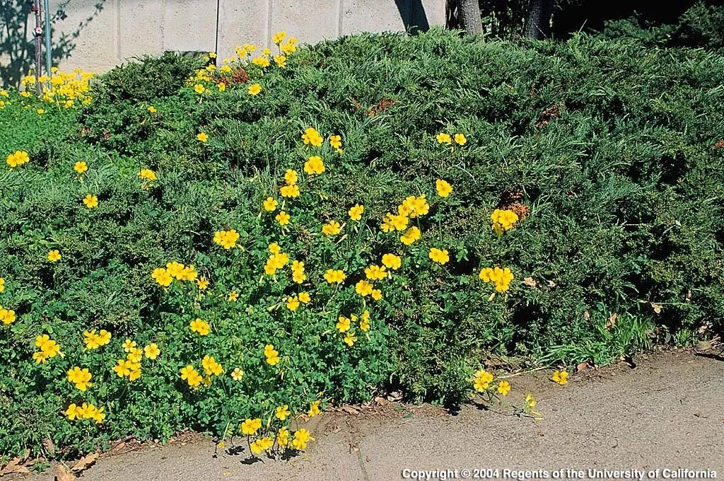 Oxalis-02