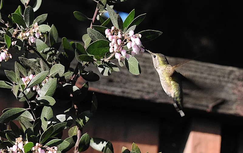 HummingbirdOnManzanita_January_EC_TJ