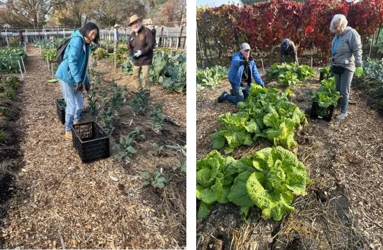 Compost_combinedimages