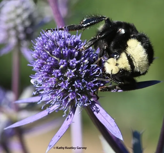 This is one of the bumble bees that microbial ecologist Danielle Rutkowski studies: a yellow-faced bumble bee, Bombus vosnesenskii. (Photo by Kathy Keatley Garvey)