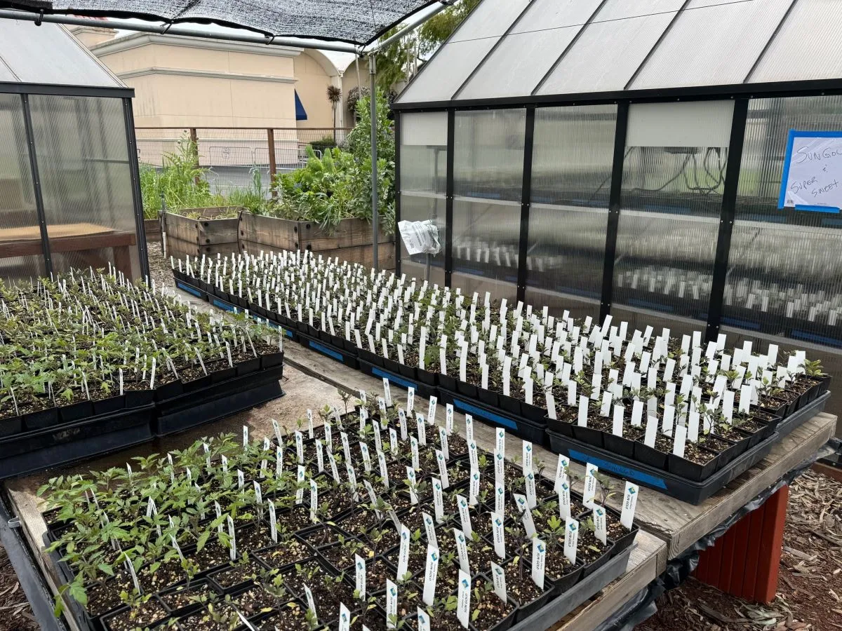 Tomato seedlings