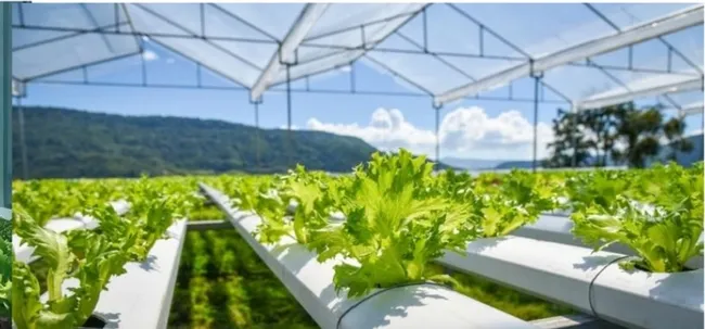 Hydroponic Picture