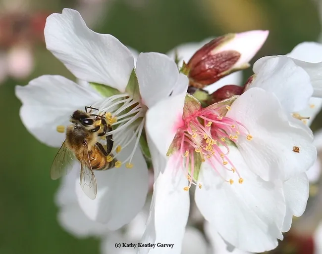 A honey bee pollinating an almond blossom. (Photo by Kathy Keatley Garvey)