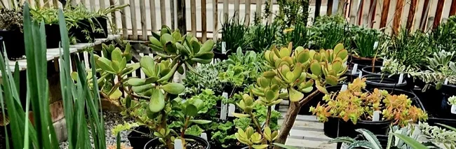 Photo of ornamental plants available at the plant sale.