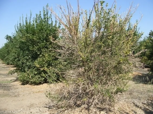 A sick looking citrus plant with yellowing and thinning leaves