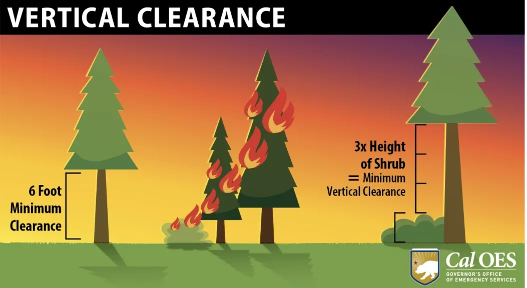 A diagram of the vertical clearance needed for trees and shrubs
